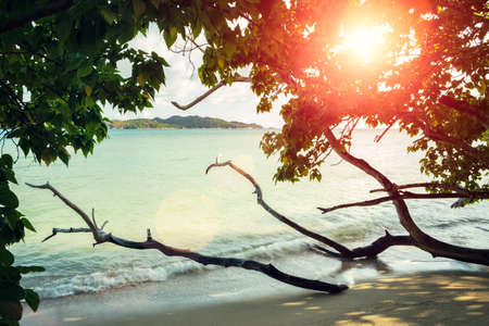 Palm and tropical beach.Seychelles. Vacation holidays conceptの写真素材