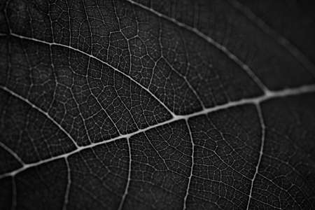 Black leaves background. Leaf of a plant close up. Pattern of growing leaf surfaceの写真素材
