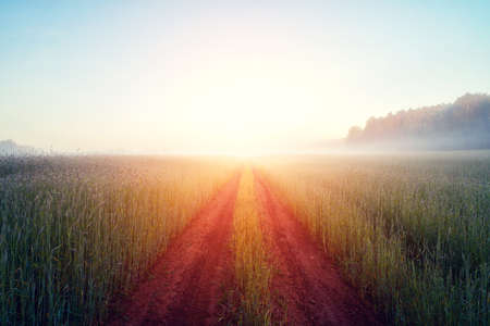 Country road rye field foggy sunny morningの写真素材