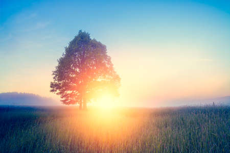 Sunrise beam in the beautiful field with lonely tree. Summer concept. の写真素材