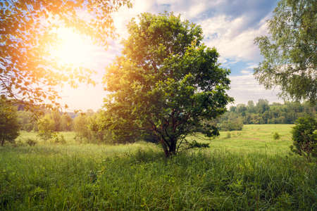 Clearing in the forest in sunny summer morning. Sunrise beam in the beautiful forest and field. Summer concept. の写真素材