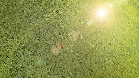 Field with blooming sunflowers. Aerial view. Outdoor.の写真素材