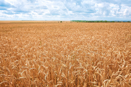Wheat field. Ears of golden wheat. Background of ripening ears of wheat field. Rich harvest Concept.
