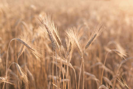 Wheat field. Ears of golden wheat close up. Beautiful Nature Sunset Landscape. Rural Scenery under Shining Sunlight. Background of ripening ears of wheat field. Rich harvest Concept. Label art designの写真素材
