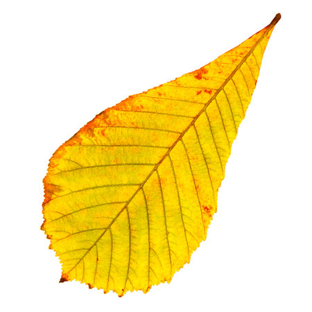 autumn chestnut leaf isolated on white background