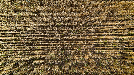 Aerial view of yellow wheat agricultural crops field, top view, drone photo