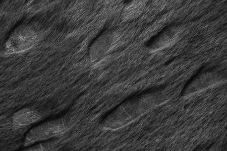 Black light leather wall and black floor interiorの写真素材