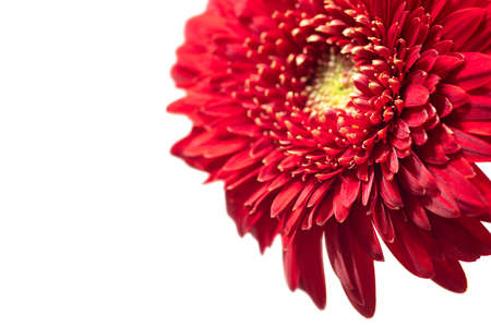 Red head gerbera flowers close-up with copy spice for postcard textの写真素材