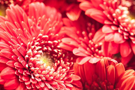 Red heads gerbera flowers close-upの写真素材