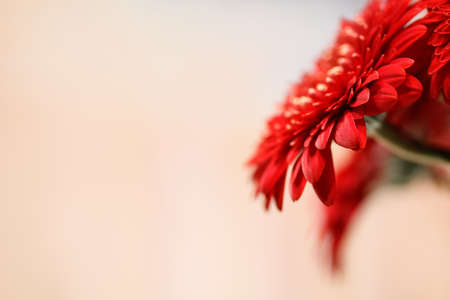 Red head gerbera flowers close-up with copy spice for postcard textの写真素材