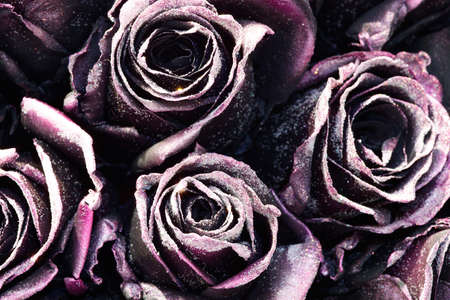Dark purple roses background with wihte glitterの写真素材
