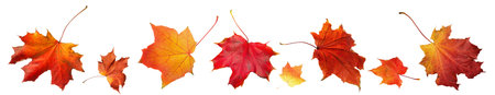 Autumn orange leaves falling down Isolated on white background