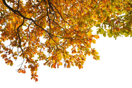 Autumn oak branch isolated on white background.の写真素材