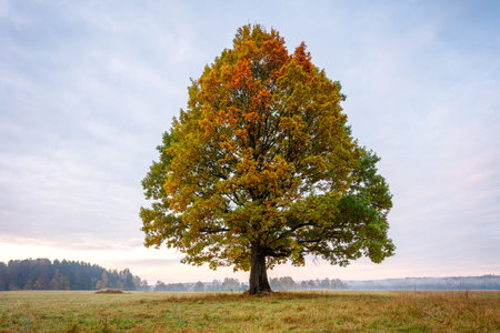 Lonely tree on a field. Fall autumn and golden colors.