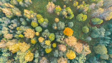 Aerial top view forest, Texture of forest view from above.
