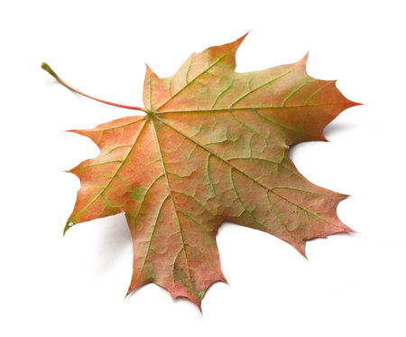 Autumn maple leaf isolated on white background with shadows,   for isolation without shadows on...