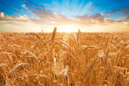 Wheat field. Ears of golden wheat close up. Beautiful Nature Sunset Landscape. Rural Scenery under Shining Sunlight. Background of ripening ears of wheat field. Rich harvest Concept. Label art designの写真素材