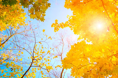 Autumn landscape. Autumn tree leaves sky background.