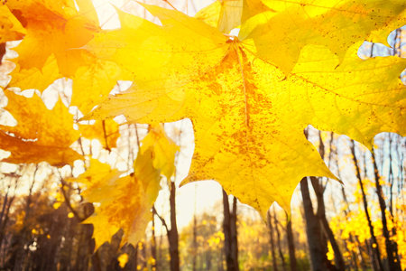Autumn landscape. Autumn tree leaves sky background.