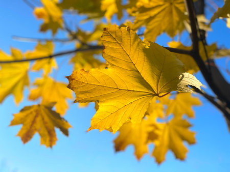 Autumn landscape. Autumn tree leaves sky background.