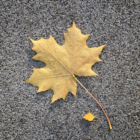 autumn maple leaves close-up on asphalt road