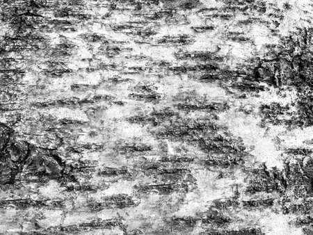 Black-white striped and cracked natural texture of russian birch barkの写真素材