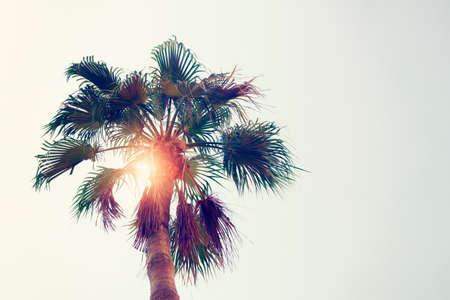 coconut tree at tropical coast, made with Vintage Tones, Warm tonesの写真素材
