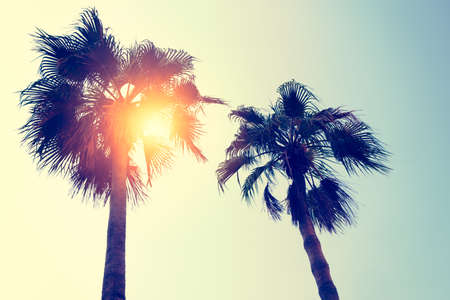 coconut tree at tropical coast, made with Vintage Tones, Warm tonesの写真素材