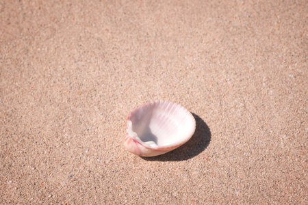 Shell on the tropical sand beach