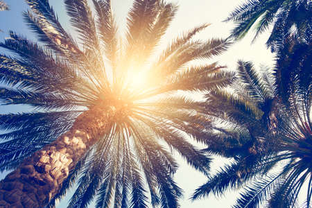Green leaves of palm tree branches with sun rays. Vacation or travel holiday concept.の写真素材