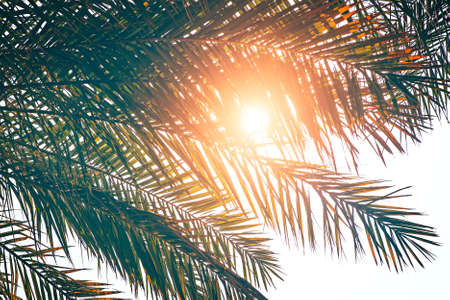 Palm trees against blue sky, Palm trees at tropical coast, vintage blue yellow toned and stylized, coconut tree, summer tree, retro style, Vacation or travel holiday concept.の写真素材