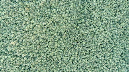 Aerial view of the summer forest