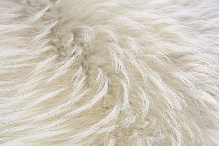 Clean white fur texture using abstract background wallpaper design