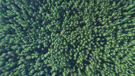 Summer warm sun light forest aerial view