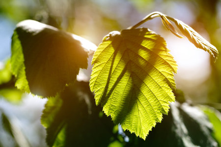 The fresh green leaves in early summer