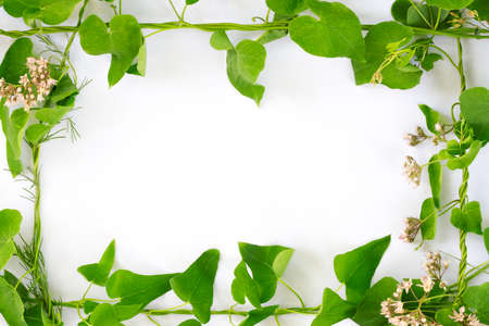 beautiful green plant liana with flowers frame on white backgroundの写真素材