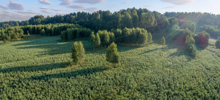 Summer warm sun light forest aerial view as summer background, view from above