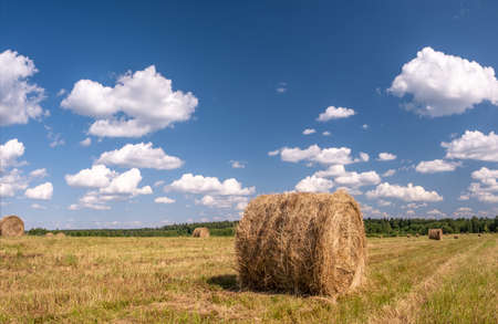 round bale of straw in the meadow. Agriculture field with hay bales. Rural nature in the farm land with straw on the meadow. Wheat yellow golden harvest in summer.の写真素材