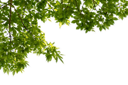 Natural green background with selective focus, Green leaves background, isolated on white backgroundの写真素材