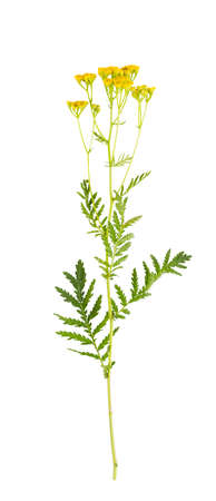 Wild Flower on a white backgroundの写真素材