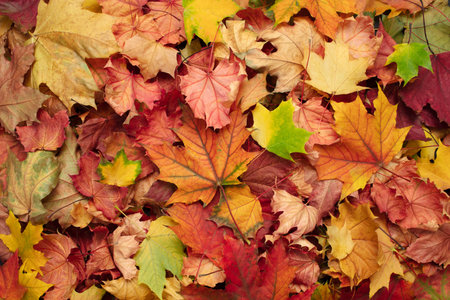 Atumn season leaves texture background