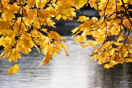 Autumn park lake water landscapeの写真素材