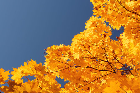 Autumn leaves with the blue sky background