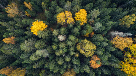 Autumn forest aerial drone viewの写真素材