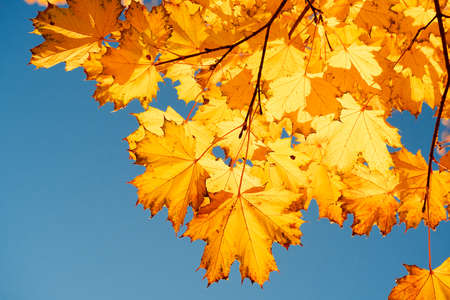 Autumn leaves with the blue sky backgroundの写真素材
