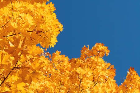 Autumn leaves with the blue sky backgroundの写真素材