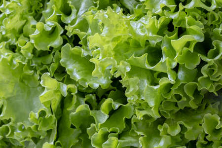 Green salad leaves backgroundの写真素材