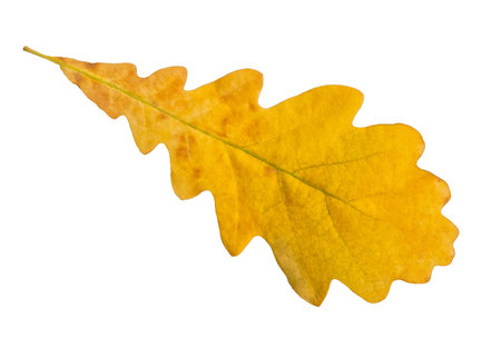 Single autumn oak leaf on white backgroundの写真素材