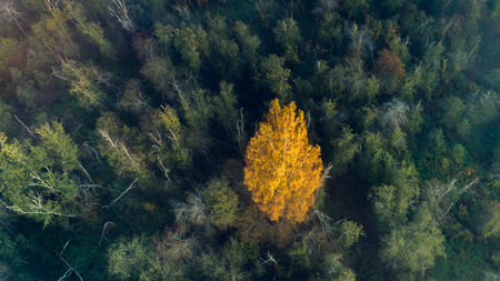 Autumn forest aerial drone view