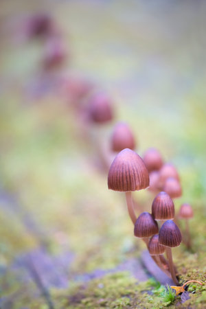 beautiful closeup of forest mushrooms in grass, autumn season. little fresh mushrooms growing in Autumn Forest. mushrooms and leaves in forest. Mushroom picking concept.の写真素材